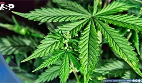 S&iacute;ndrome asociado al consumo frecuente de cannabis provoca v&oacute;mitos severos y visitas a urgencias