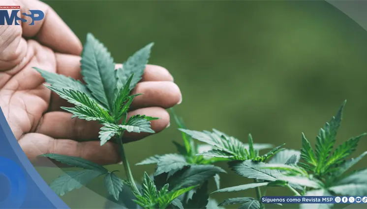 Estudio encuentra poca evidencia de que el cannabis trate trastornos mentales Estudio encuentra poca evidencia de que el cannabis trate trastornos mentales
