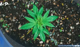 La ONU alerta: el mercado mundial de las drogas alcanza niveles r&eacute;cord y el cannabis lidera el consumo