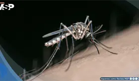 &iquest;Por qu&eacute; los mosquitos pican m&aacute;s a unas personas que a otras? La ciencia ya tiene respuestas