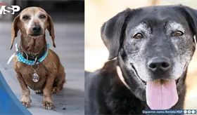 Cuidados para mascotas seniors