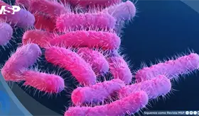 Shigelosis transmitida sexualmente crece 15% m&aacute;s r&aacute;pido que otras variantes y preocupa a expertos