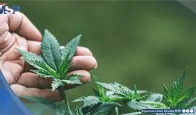 Consumo de cannabis en la adolescencia podr&iacute;a afectar el desarrollo de la memoria y funciones cognitivas