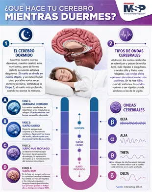 Tu Cerebro Mientras Duerme