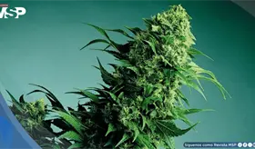 Marcas de cannabis usan redes sociales para promover su consumo con pocas advertencias de salud