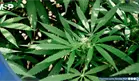 Cannabis inhalado se asociar&iacute;a con una reducci&oacute;n de latidos card&iacute;acos ect&oacute;picos, seg&uacute;n estudio