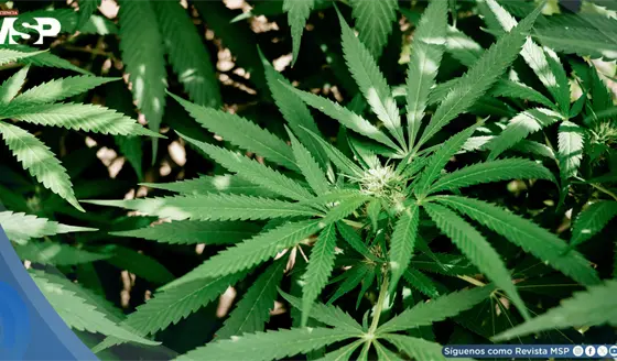 Cannabis inhalado se asociar&iacute;a con una reducci&oacute;n de latidos card&iacute;acos ect&oacute;picos, seg&uacute;n estudio