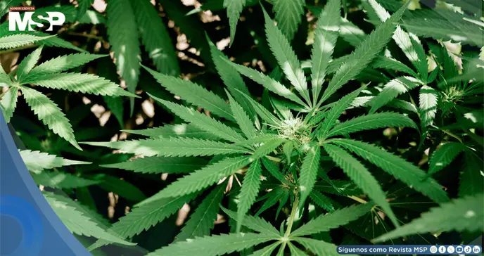 Cannabis inhalado se asociaría con una reducción de latidos cardíacos ectópicos, según estudio Cannabis inhalado se asociaría con una reducción de latidos cardíacos ectópicos, según estudio
