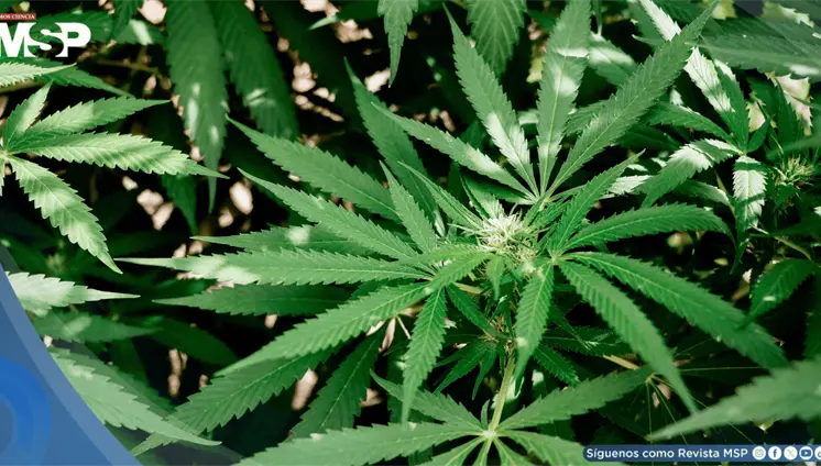 Cannabis inhalado se asociaría con una reducción de latidos cardíacos ectópicos, según estudio Cannabis inhalado se asociaría con una reducción de latidos cardíacos ectópicos, según estudio