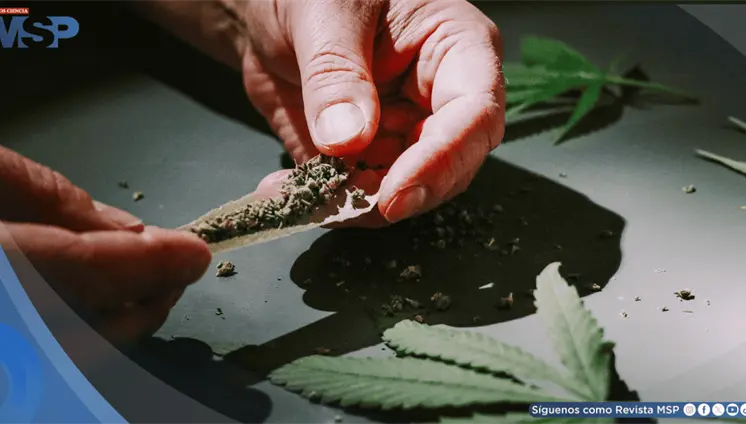 Asocian el consumo frecuente de cannabis con el empeoramiento de la epilepsia Asocian el consumo frecuente de cannabis con el empeoramiento de la epilepsia