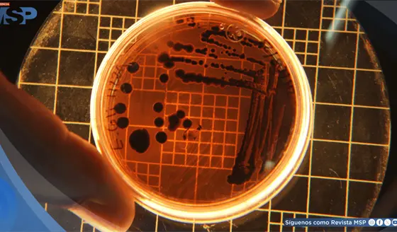 Klebsiella y Candida: qu&eacute; son los microorganismos detectados en una unidad neonatal