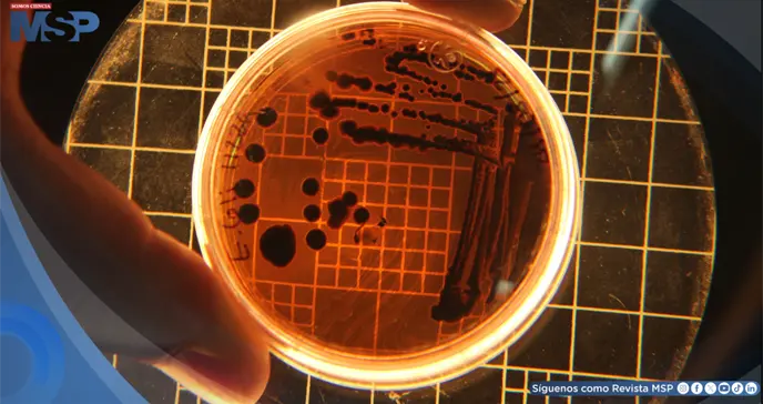 Klebsiella y Candida: qu&eacute; son los microorganismos detectados en una unidad neonatal