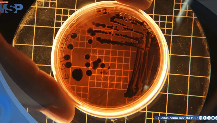 Klebsiella y Candida: qué son los microorganismos detectados en una unidad neonatal Klebsiella y Candida: qué son los microorganismos detectados en una unidad neonatal