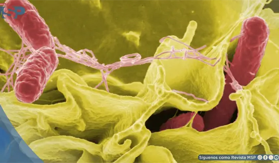 Klebsiella pneumoniae y Candida albicans, microorganismos relacionados con la muerte de ocho beb&eacute;s