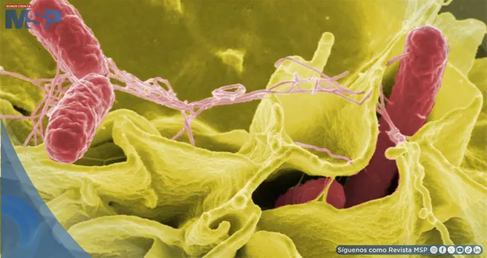 Klebsiella pneumoniae y Candida albicans, microorganismos relacionados con la muerte de ocho bebés Klebsiella pneumoniae y Candida albicans, microorganismos relacionados con la muerte de ocho bebés