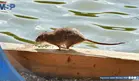 Puerto Rico encabeza los reportes de leptospirosis bacteriana en EE. UU. y territorios