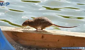 Puerto Rico encabeza los reportes de leptospirosis bacteriana en EE. UU. y territorios