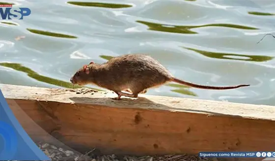 Puerto Rico encabeza los reportes de leptospirosis bacteriana en EE. UU. y territorios