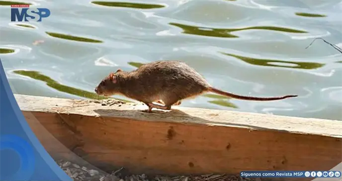 Puerto Rico encabeza los reportes de leptospirosis bacteriana en EE. UU. y territorios
