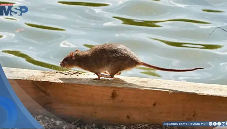 Puerto Rico encabeza los reportes de leptospirosis bacteriana en EE. UU. y territorios Puerto Rico encabeza los reportes de leptospirosis bacteriana en EE. UU. y territorios